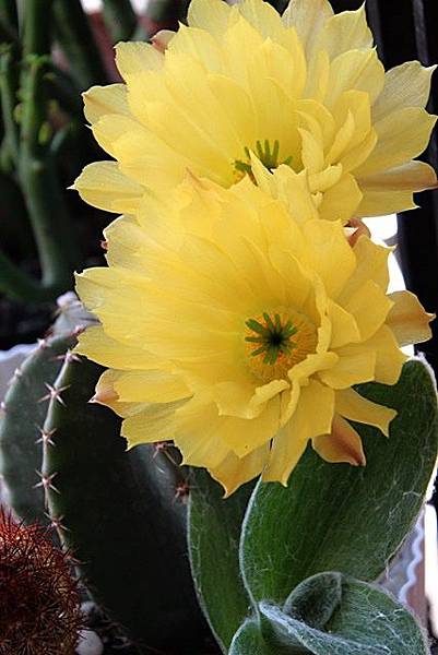 IMG_0901.JPG IMG_0901.JPG