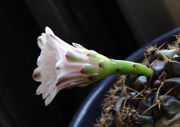 IMG_0896.JPG IMG_0896.JPG