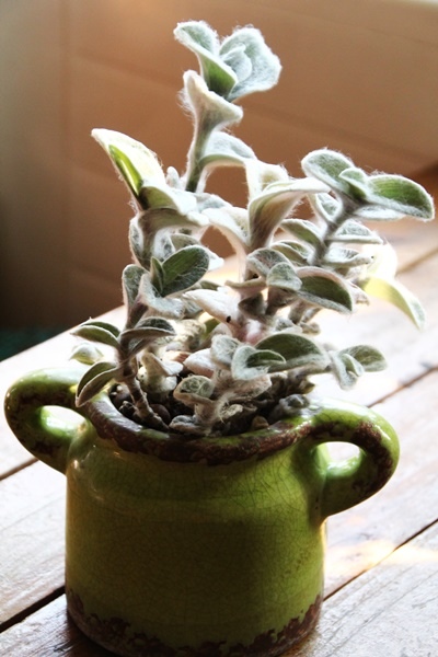 IMG_1027.JPG IMG_1027.JPG