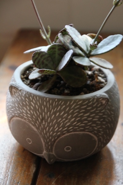 IMG_1046.JPG IMG_1046.JPG