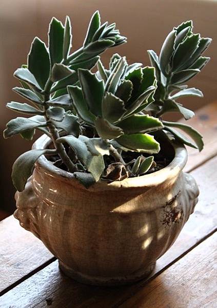 IMG_1049.JPG IMG_1049.JPG