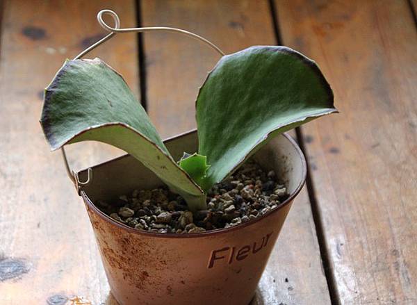 IMG_1071.JPG IMG_1071.JPG