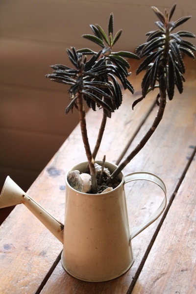 IMG_1105.JPG IMG_1105.JPG