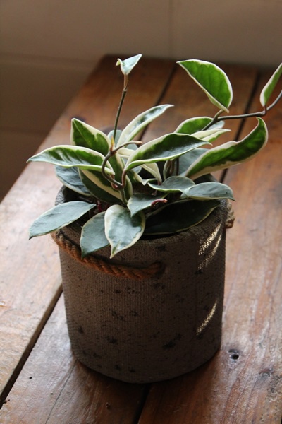 IMG_1084.JPG IMG_1084.JPG