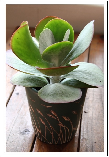 IMG_1109.JPG IMG_1109.JPG