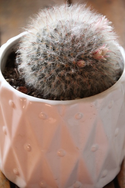 IMG_1124.JPG IMG_1124.JPG