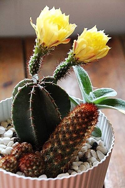 IMG_1121.JPG IMG_1121.JPG