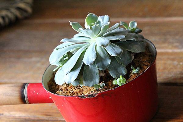 IMG_1262.JPG IMG_1262.JPG