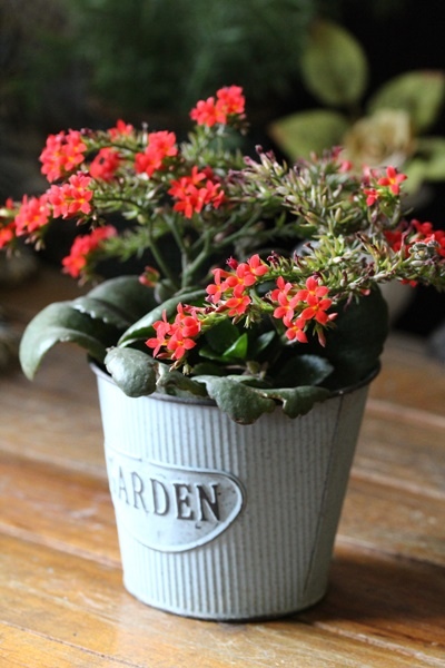 IMG_1281.JPG IMG_1281.JPG