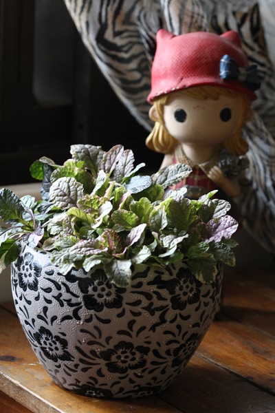 IMG_1323.JPG IMG_1323.JPG