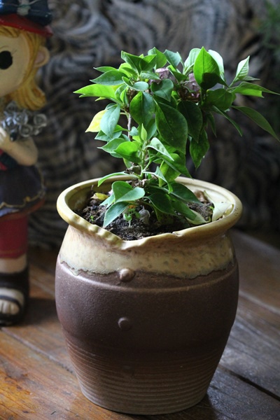 IMG_1319.JPG IMG_1319.JPG