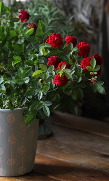 IMG_1346.JPG IMG_1346.JPG