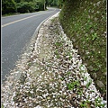 16桐花道路.jpg