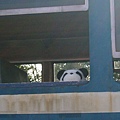 熊貓搭車