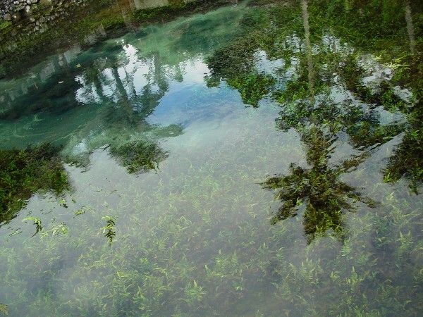 聖泉廟鯉魚池