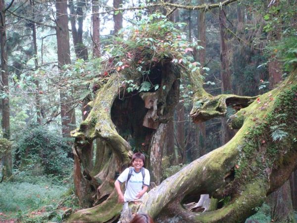 2008-08-30阿里山之旅 160.JPG