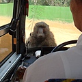 坐巴士遊野生動物園區