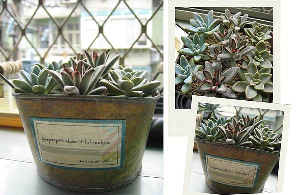 Graptopetalum X Kalanchoe 秋麗x野兔耳x姬朧月排排種在一起的多肉們 安琪拉的陽台日記 痞客邦 Graptopetalum X Kalanchoe 秋麗x野兔耳x姬朧月排排種在一起的多肉們 安琪拉的陽台日記 痞客邦