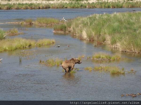 Katmai NP