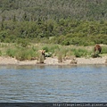 Katmai NP