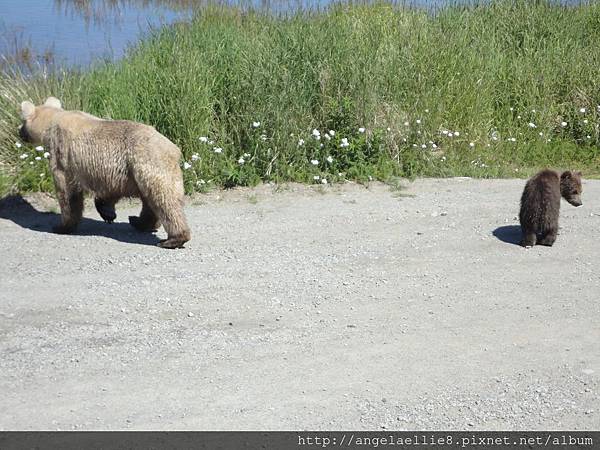 Katmai NP