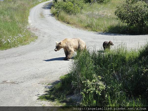 Katmai NP