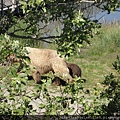 Katmai NP