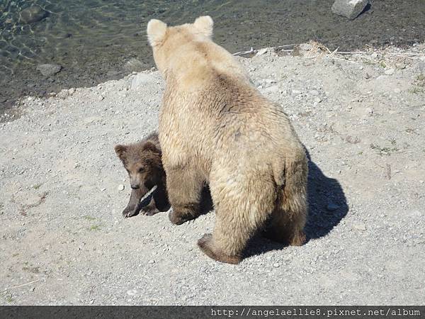 Katmai NP