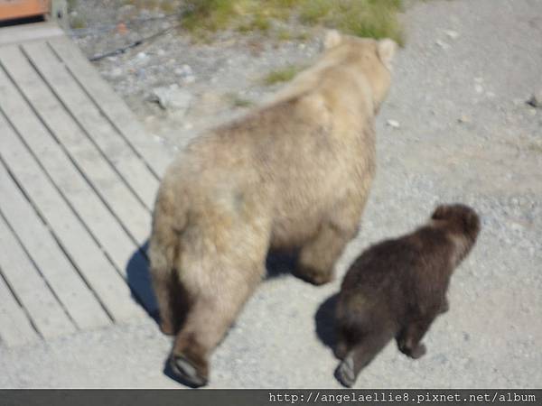 Katmai NP