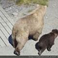 Katmai NP