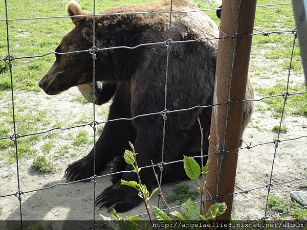 Alaska Wildlife Conservation Centre