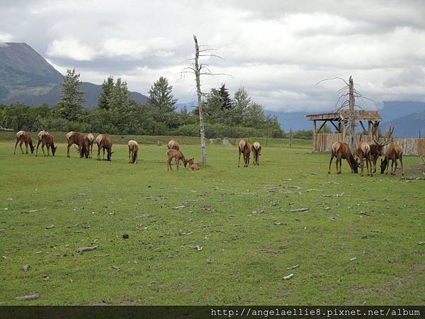 Alaska Wildlife Conservation Centre