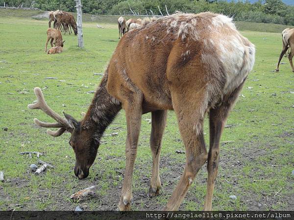 Alaska Wildlife Conservation Centre