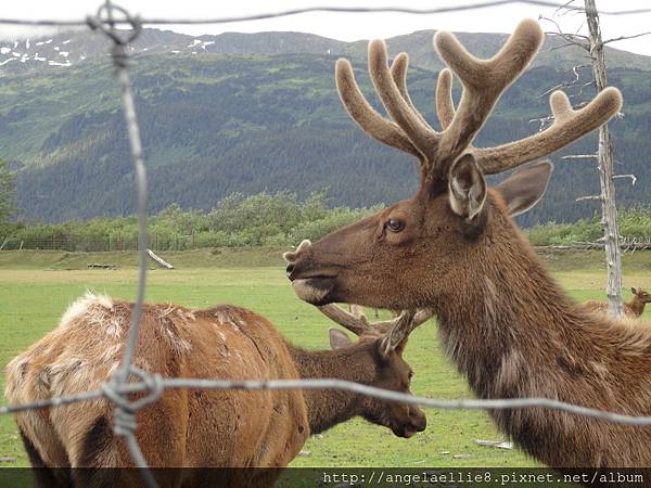 Alaska Wildlife Conservation Centre