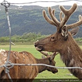 Alaska Wildlife Conservation Centre