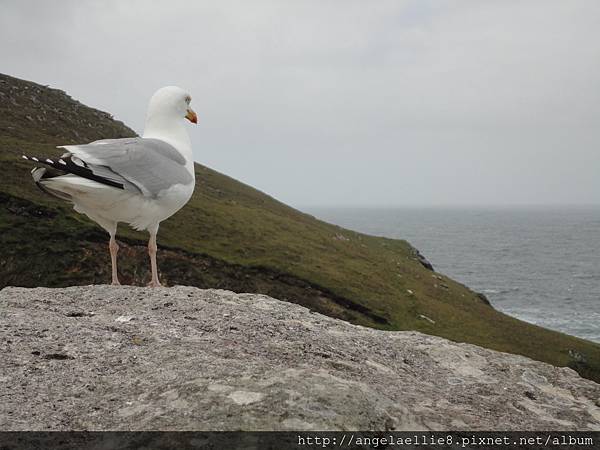 seagull