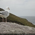 seagull