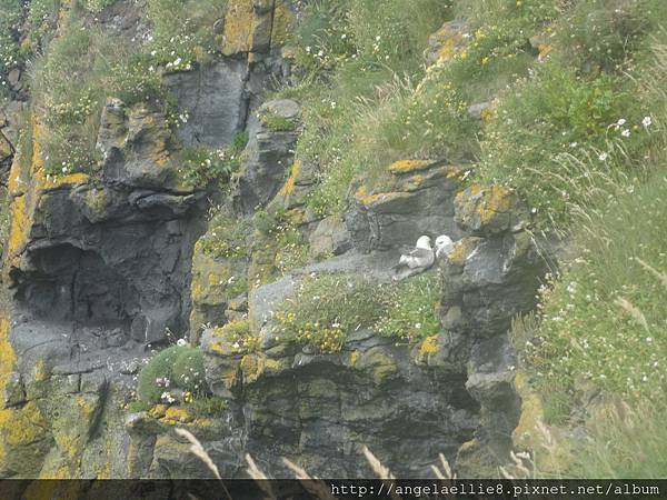 Carrick-a-rede Bridge