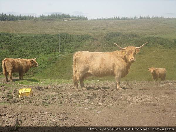 Highland cattle