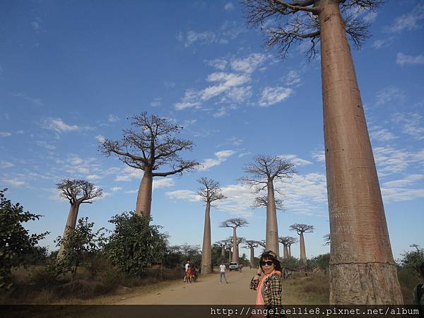 Baobabs avenue