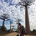 Baobabs avenue