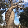 Baobabs in love