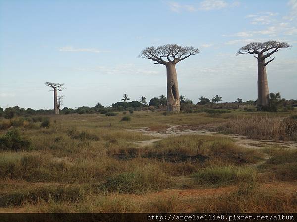 Baobabs