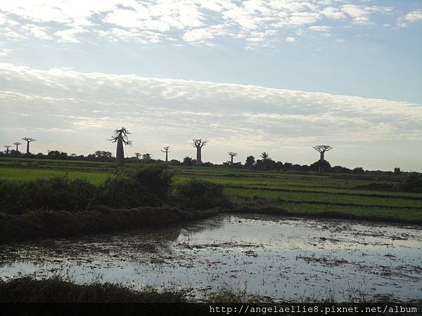 Baobabs