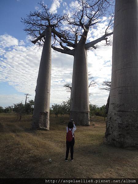 Baobabs avenue