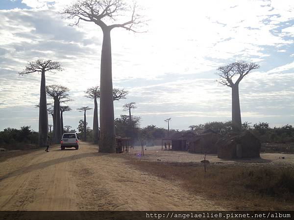 Baobabs avenue