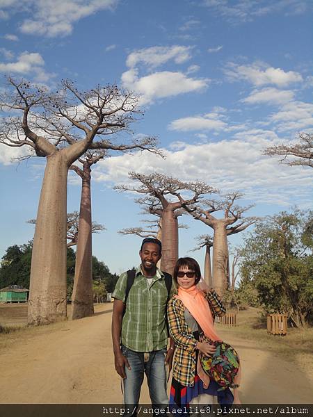 Baobabs avenue