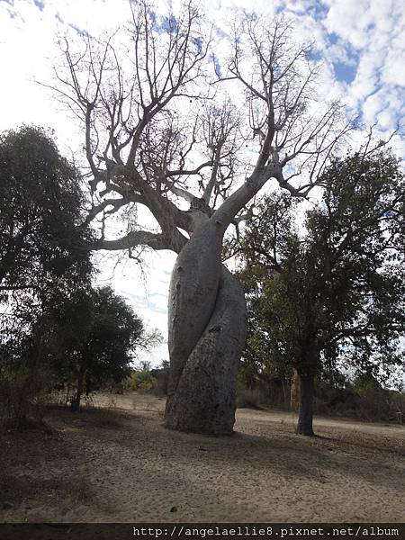 Baobabs in love