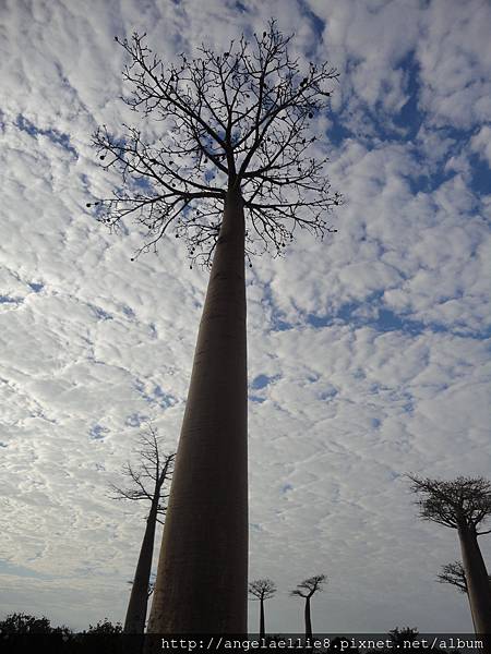 baobabs