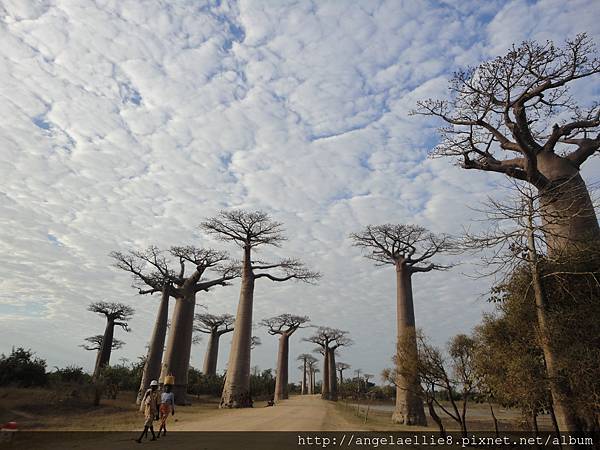 Baobabs avenue